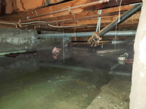 Best Flood restoration services  in New Lenox, IL
